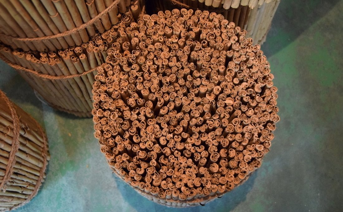 Photo d'une récolte de cannelle du Sri Lanka